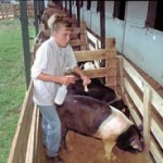 Boy Cleaning Pig