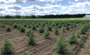 A Glimpse at Industrial Hemp Production in Wisconsin.