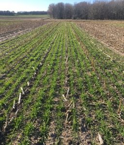 On-Farm Cover Crop Research Addresses Crop Production & Soil Health