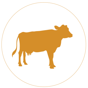 Agriculture: Dairy Programming Update May 2026